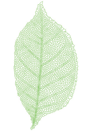green leaf with detailed texture, vectorのイラスト素材