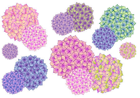 set of colorful hydrangea flowers, vector design elementsのイラスト素材