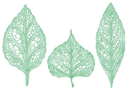 green leaves silhouette with delicate texture, vector illustrationのイラスト素材
