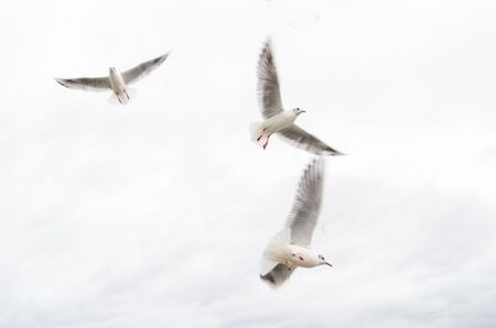 seagulls in flightの写真素材
