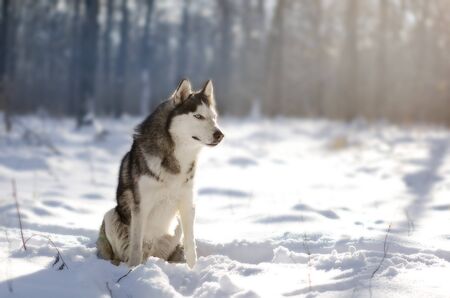 siberian husky in snowの写真素材