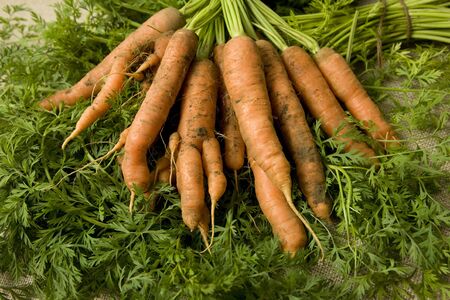 Organic carrotsの写真素材