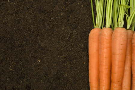 Carrots with tops and copyspaceの写真素材