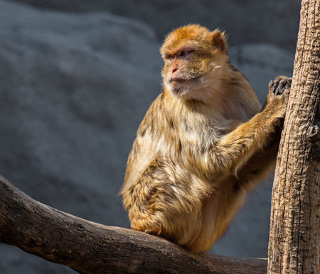 Macaque is looking back 
