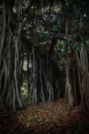 Mysterious dark background of big and old banyan tree with external roots.の写真素材