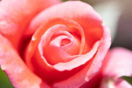 Medium pink or salmon-pink Carolyn Hybrid Tea rose with strong, spice fragrance.の写真素材