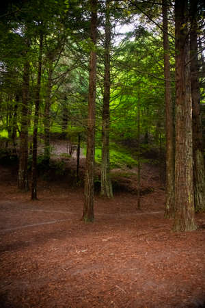 Forest tree in McLaren Falls Park, a parkland set alongside Lake McLaren and is just ten minutes by car from Tauranga city in New Zealandの写真素材