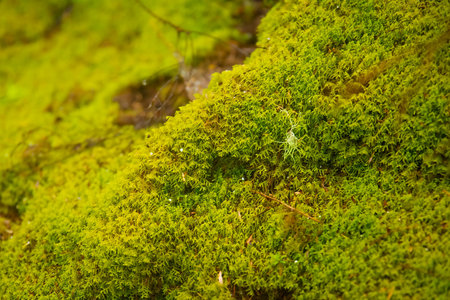 Close-up of fresh green mosses of geothermal habitat in Rotorua, New Zealand