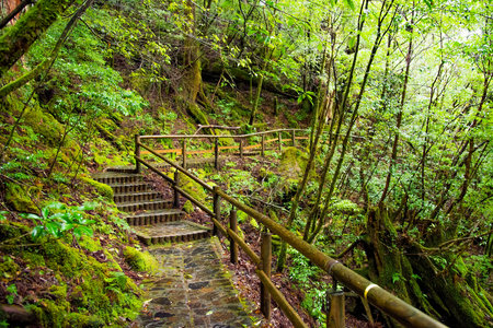 Wooden bridge along cedar trees in Yakushima island forest, Kagoshima Prefecture, Japan