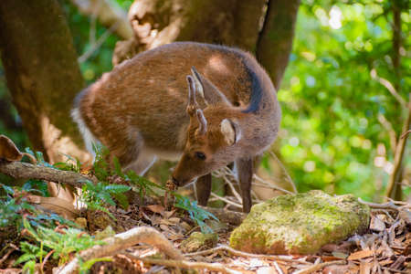 Wild Yakushima spotted sika deer or Cervus nippon yakushimae in Yakushima Island, Japanの写真素材
