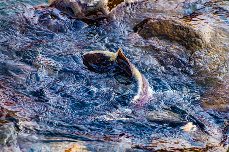 Salmon swim upstream to spawn along Rausu River, Hokkaido Island, Japan