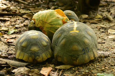 Freshwater turtles eating pumpkin in a parkの写真素材