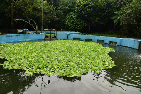 Ponds that occupied by orphaned baby manatees in Bosque da Ciencia before returning to their native habitat. Taken in Manaus, Brasil on May 30, 2019のeditorial素材