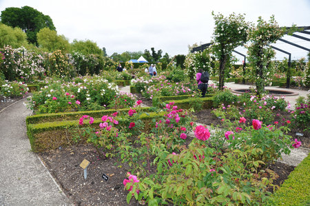 People visiting beautiful landscape of roses in Trevor Griffiths Public Rose Garden in Timaru, New Zealand on Nov 28, 2010のeditorial素材