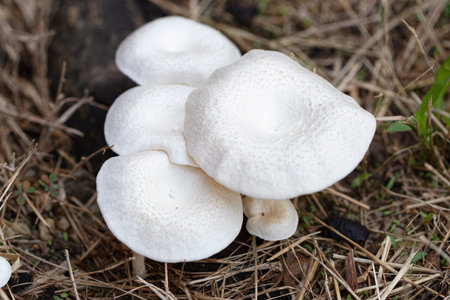 Close up of white wild mushrooms in the meadowの写真素材