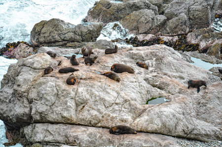 View of seal Colony resting on a rocky cliff in Peninsula Walkway Seal Spotting in Kaikoura, New Zealandの写真素材