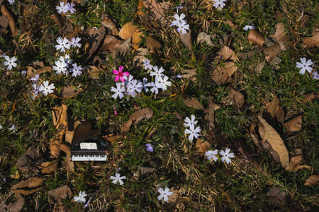 Small springの写真素材