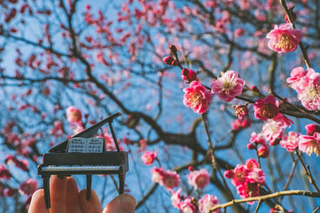 pink plum and pianoの写真素材