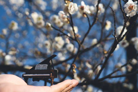 white plum and pianoの写真素材