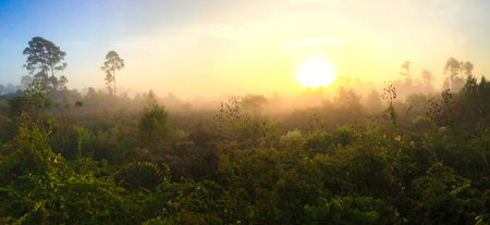 Sunset over forest in summerの写真素材