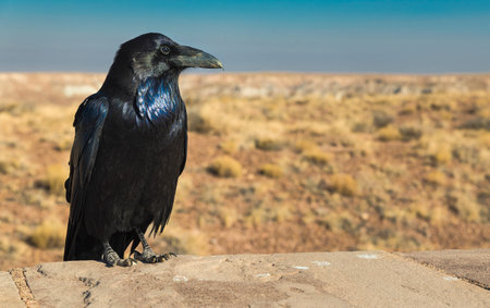 Profile picture of a black crow in the desertの写真素材
