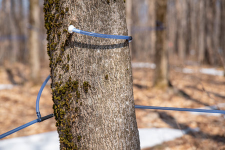 Collecting sap with tubes for maple syrup production