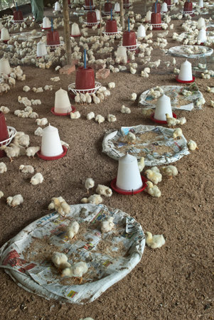 View of a poultry farm showing chicks and their feedersのeditorial素材