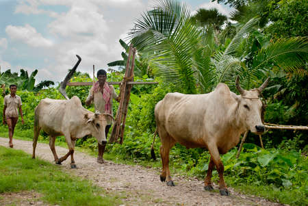 Indian Farmer: An Indian farmer is going to his farmland with a plough on his solder and two bullocks through the village way.のeditorial素材