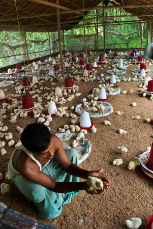 A young Indian entrepreneur is working at his poultry farm at Kolkata, Indiaのeditorial素材