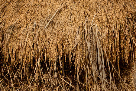 Paddy seeds background: Stacked and scattered paddy seeds background shows productivity and happinessの写真素材