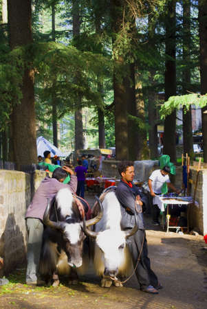 Two Local Tourist Guides With Their Yaks Are Waiting For Tourist Outside The Dense Deodar, Kail, Horse Chestnut, Walnut And Maple Forests Surrounded Hadimba Devi Temple Near Manali, Himachal Pradesh, India.のeditorial素材