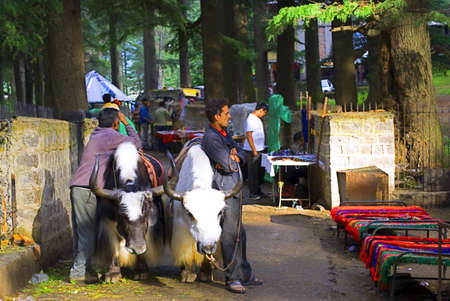 Two Local Tourist Guides With Their Yaks Are Waiting For Tourist Outside The Dense Deodar, Kail, Horse Chestnut, Walnut And Maple Forests Surrounded Hadimba Devi Temple Near Manali, Himachal Pradesh, India.のeditorial素材