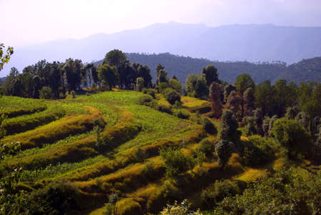 A vast corn farming field in the step of hills is filled with greens of Himachal Pradesh, Indiaのeditorial素材