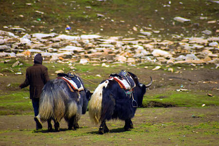 A tourist guide cum porter is returning to his home with his yaks after the dayï¿½s work at Rothang Pass, Indiaのeditorial素材