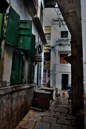 A goat is walking in an alley between houses in the city of Varanasi in India.のeditorial素材