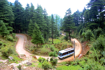 A curved road is passing through a tea garden at Palampur in Kangra vally in Himachal Pradesh, Indiaのeditorial素材
