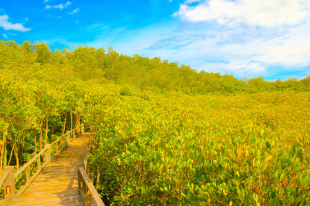 Pranburi Mangrove Forest Park, Hua Hin, Thailandの写真素材