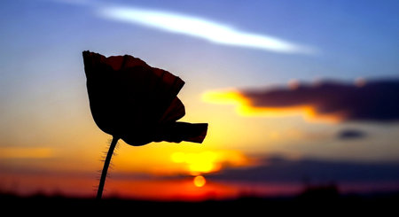 poppy flower on sunset sky background, nature and environment concept.の素材