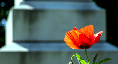 Red poppy flower on a grave in a cemetery with copy space.の素材