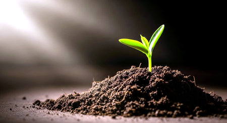 Green seedling illustrating concept of new life and new business growth.の素材