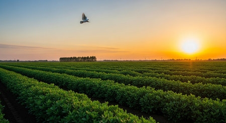 Soybean field at sunset with a seagull in the skyの素材