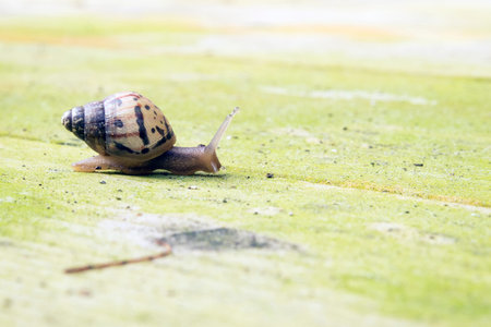 little snailの写真素材