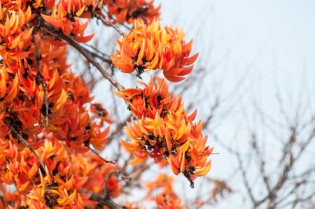 Palas flowersの写真素材