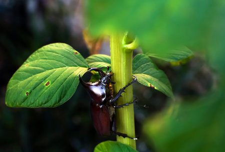stag beetle