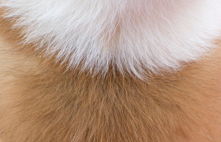 white and brown dog fur background