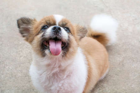 cute brown and white colour dogの写真素材