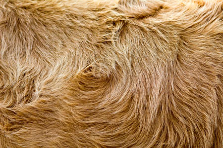 abstract vintage style brown cow fur backgroundの写真素材