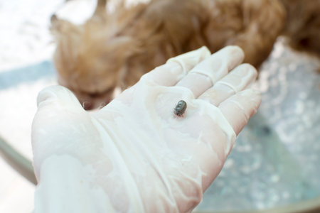 cast away adult brown dog ticks from neck chihuahua dog