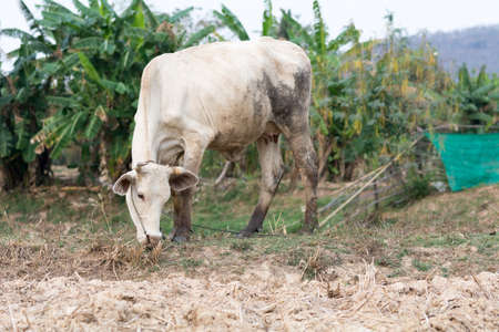 white cow stand on dry country field backgroundの写真素材