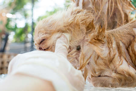 clean up adult brown dog ticks on neck chihuahua dogの写真素材